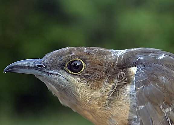 Black-billed Cuckoo Photo by Dan Tallman