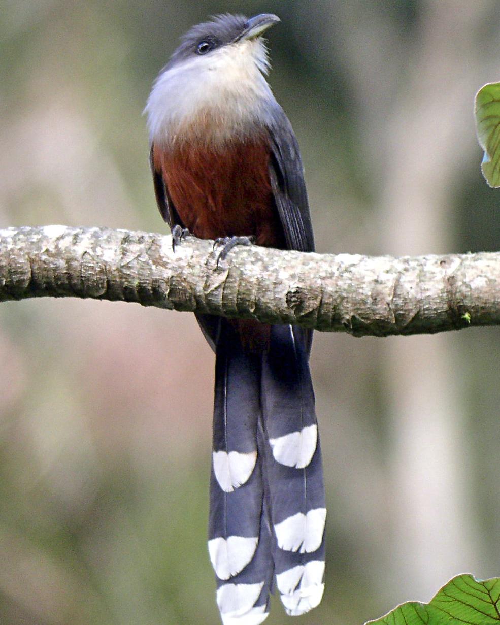 Chestnut-bellied Cuckoo Photo by Richard C. Hoyer