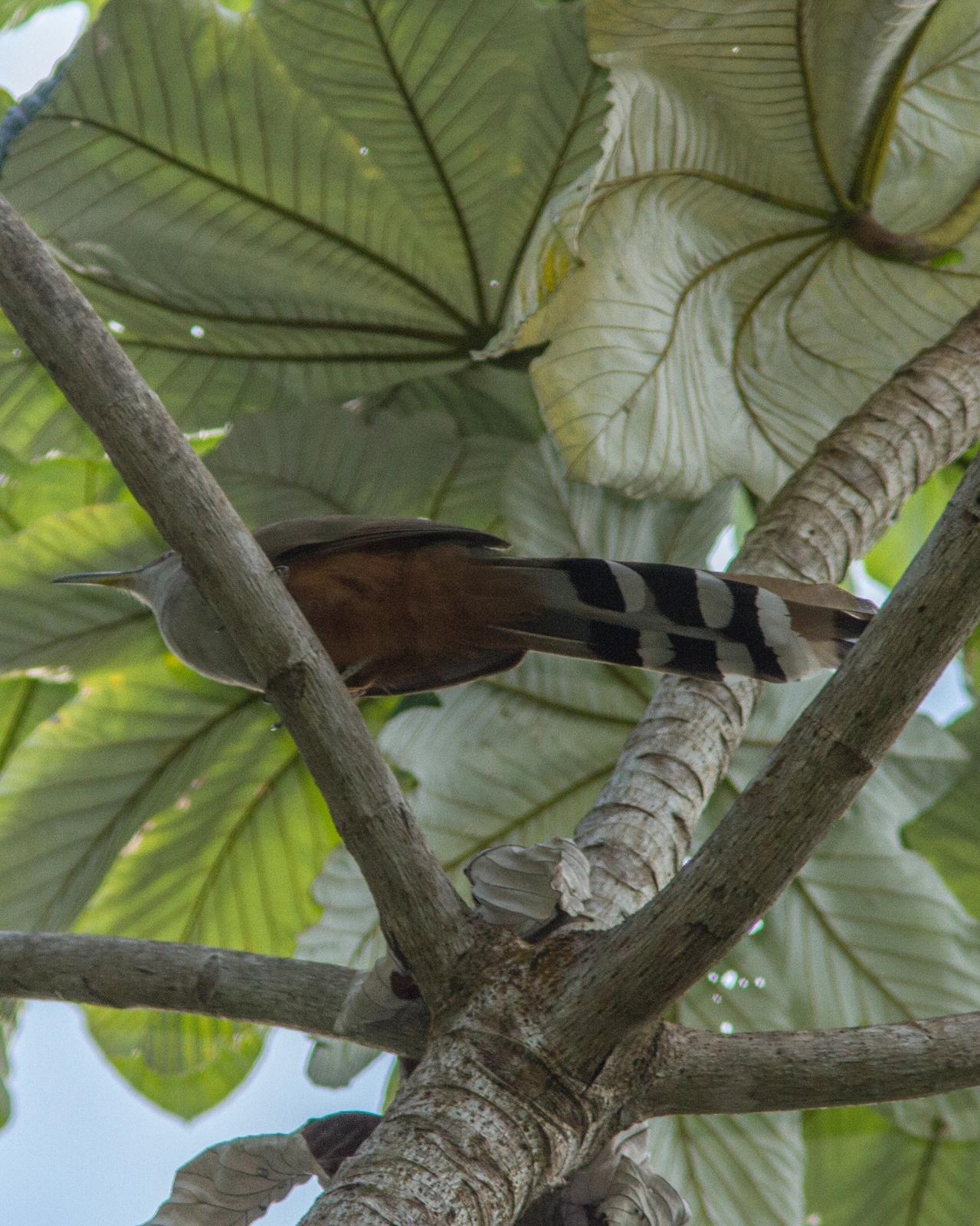 Puerto Rican Lizard-Cuckoo Photo by Dan Irizarry