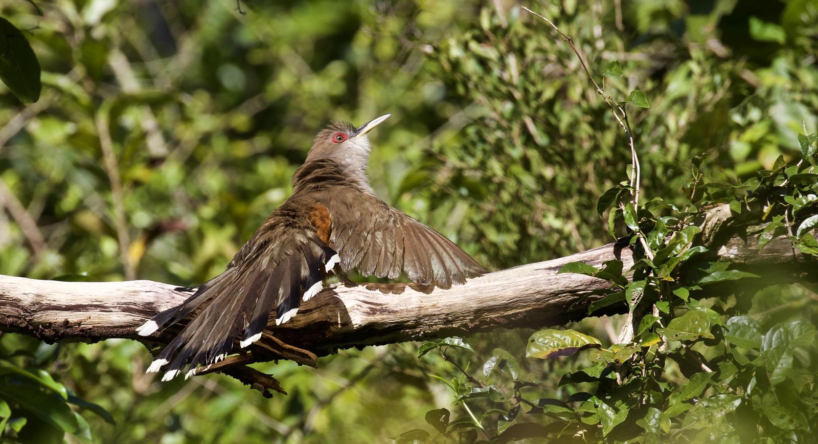 Puerto Rican Lizard-Cuckoo Photo by  
