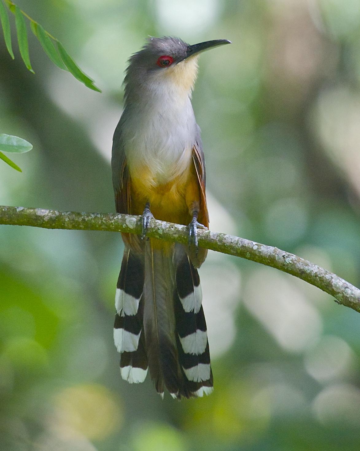 Hispaniolan Lizard-Cuckoo Photo by Mitch Walters