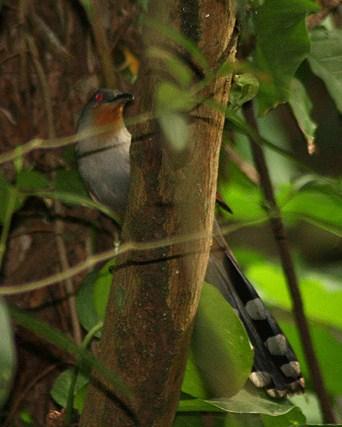 Hispaniolan Lizard-Cuckoo Photo by Sheridan Coffey
