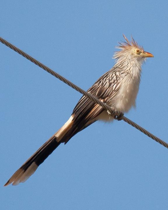 Guira Cuckoo Photo by Robert Lewis
