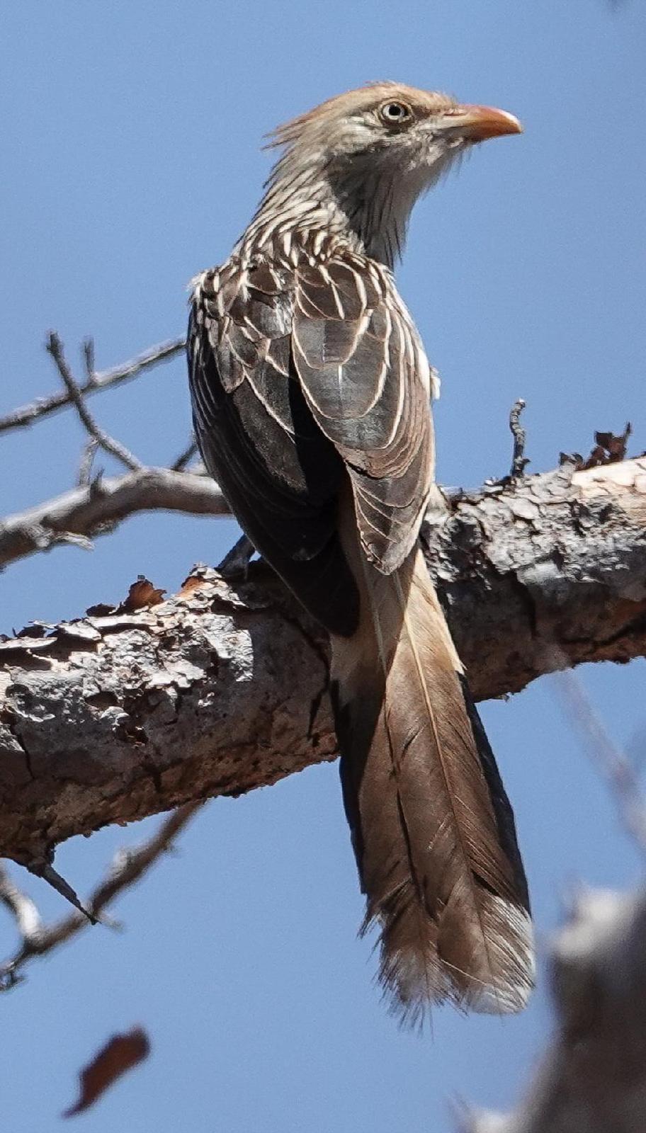 Guira Cuckoo Photo by Kathleen Horn