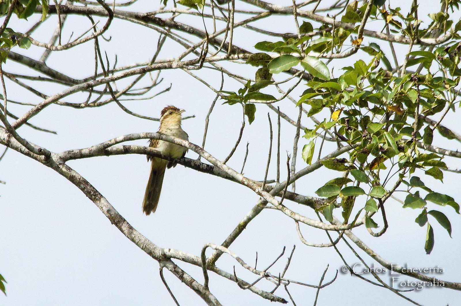 Striped Cuckoo Photo by Carlos Echeverría