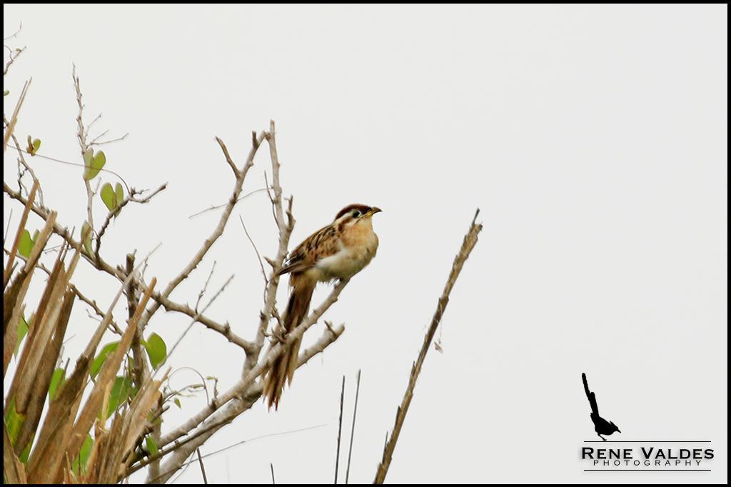 Striped Cuckoo Photo by Rene Valdes