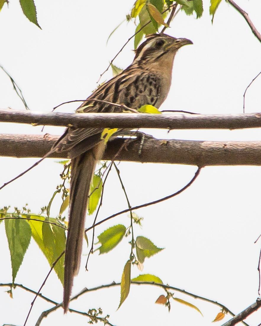 Striped Cuckoo Photo by Marie-France Rivard