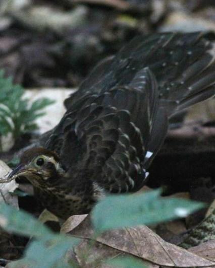 Pheasant Cuckoo Photo by Michael L. P. Retter