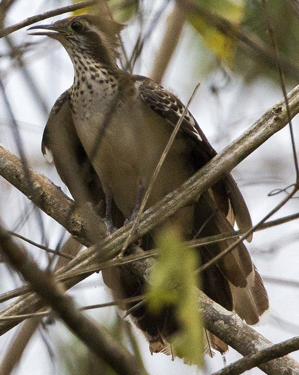 Pheasant Cuckoo Photo by John Oates