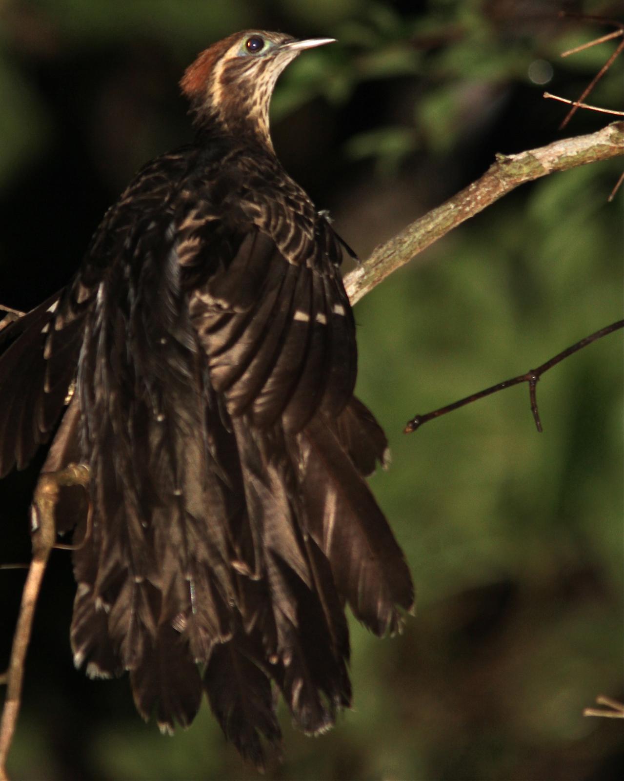 Pheasant Cuckoo Photo by Marcelo Padua