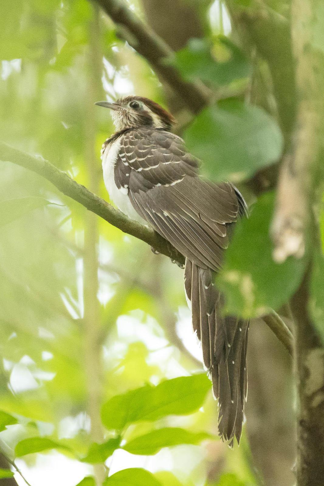 Pheasant Cuckoo Photo by Denis Rivard