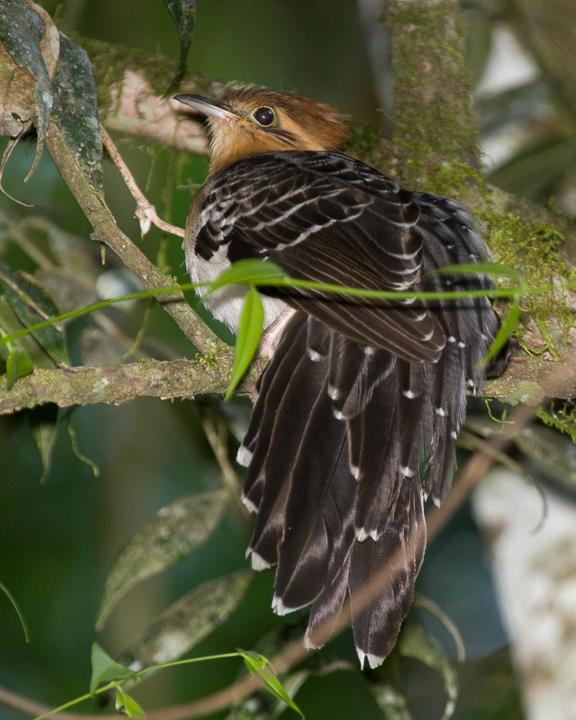 Pavonine Cuckoo Photo by Robert Lewis