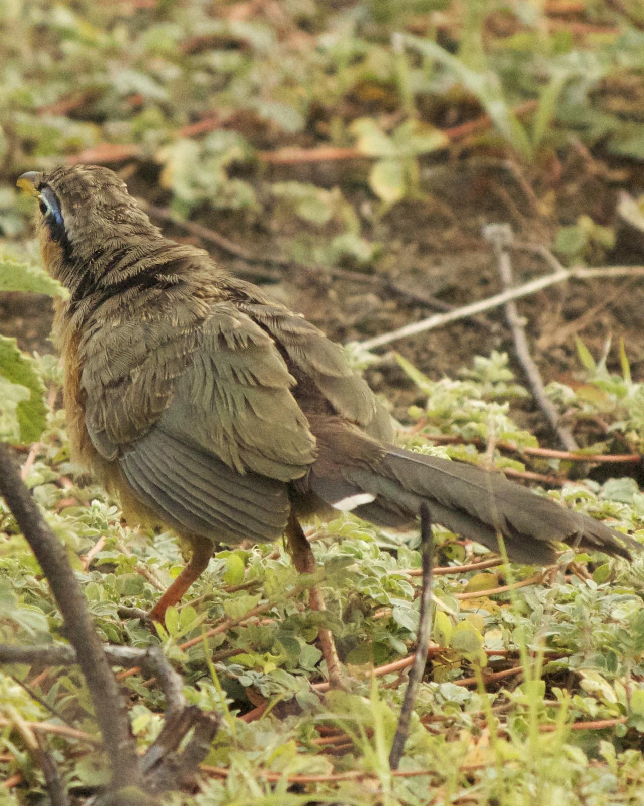 Lesser Ground-Cuckoo Photo by Mark Baldwin