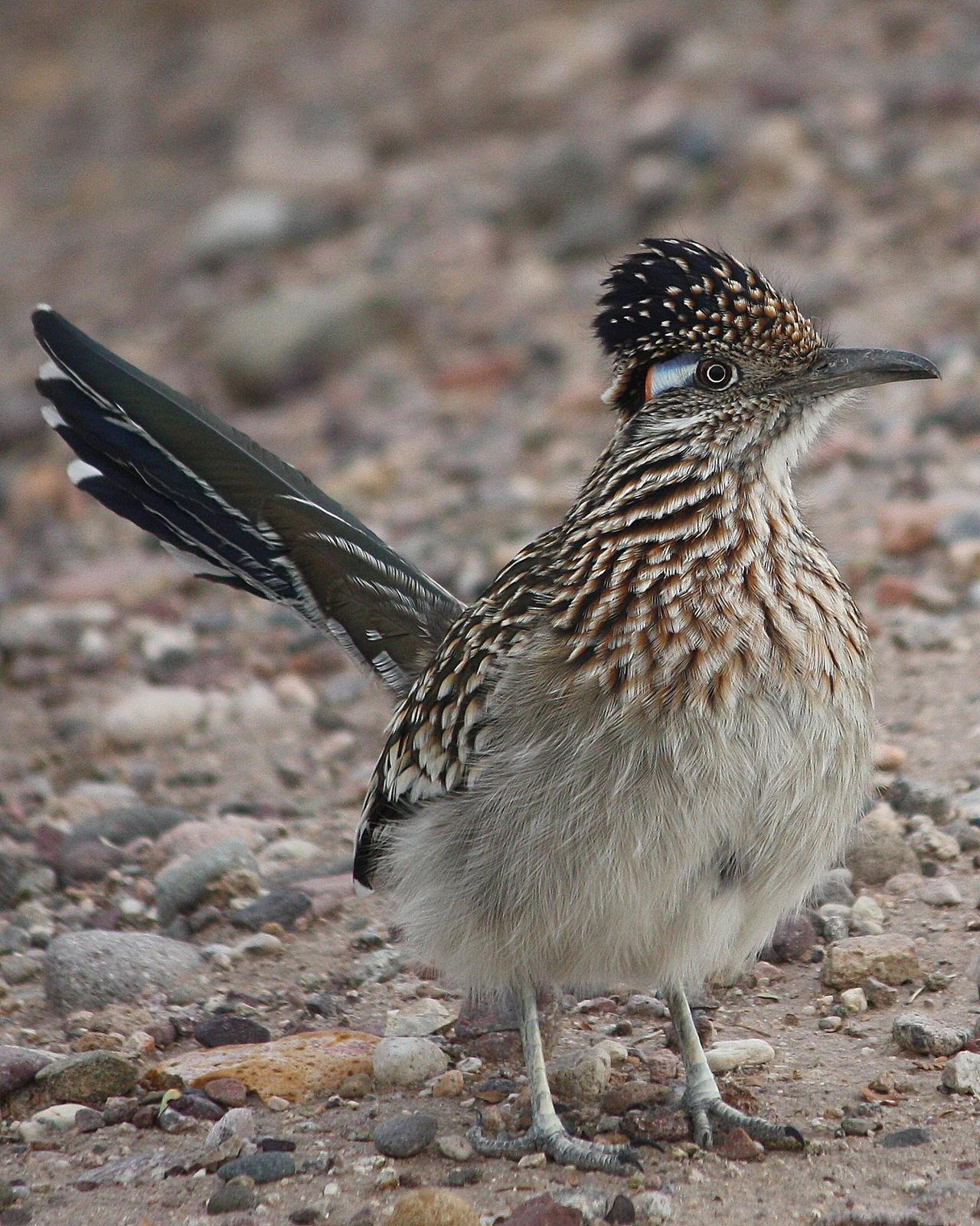 Greater Roadrunner Photo by Andrew Core