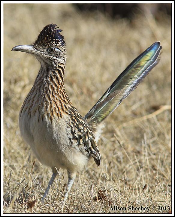Greater Roadrunner Photo by Alison Sheehey