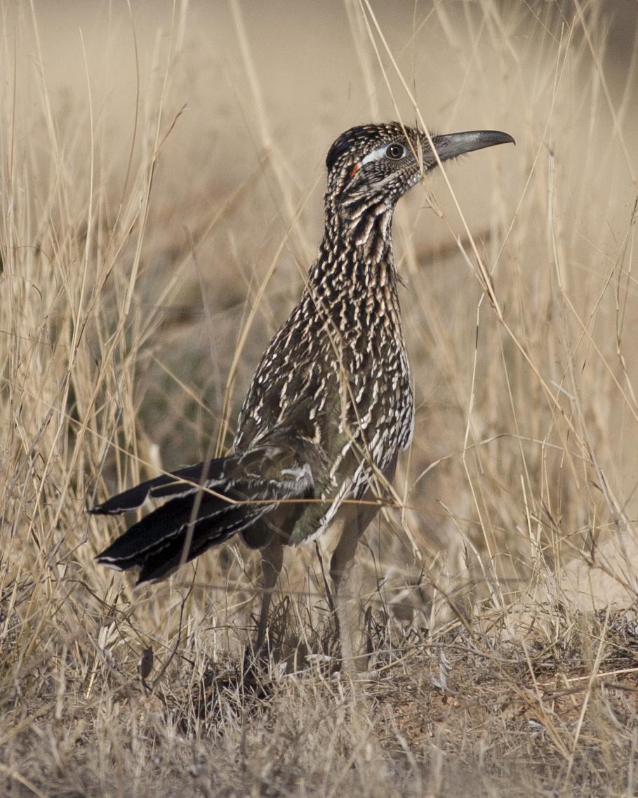 Greater Roadrunner Photo by Jeff Moore