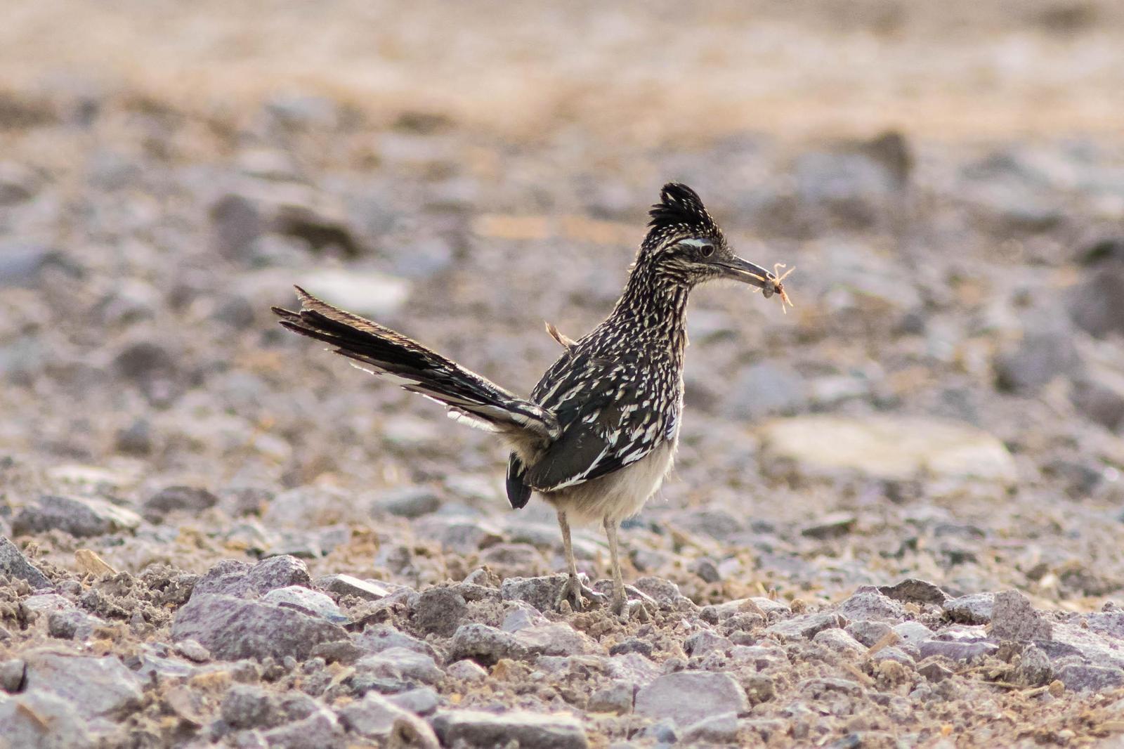 Greater Roadrunner Photo by Terry Campbell