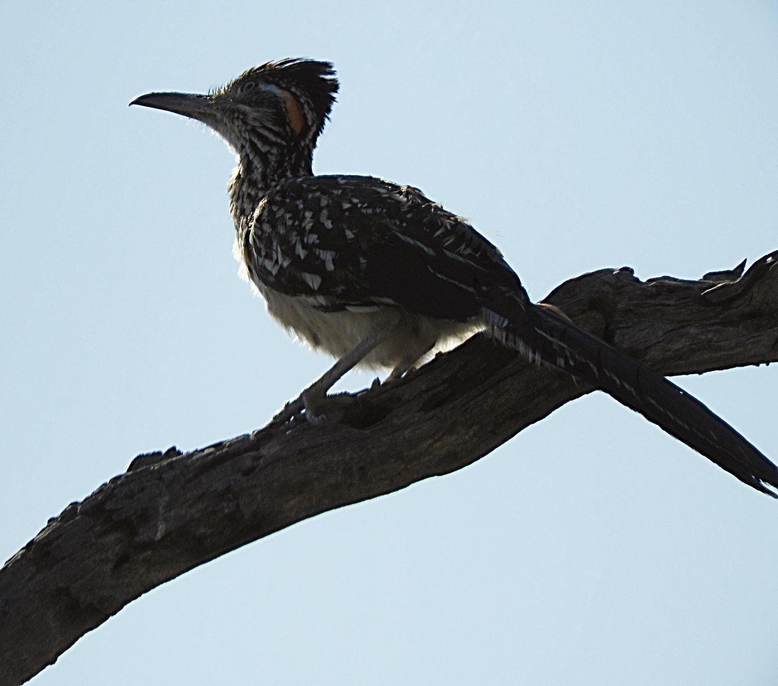 Greater Roadrunner Photo by Nancy  O’Hara