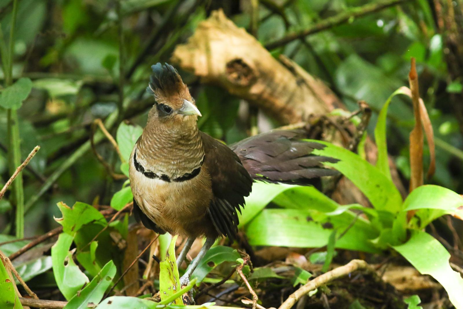 Rufous-vented Ground-Cuckoo Photo by Leonardo Garrigues
