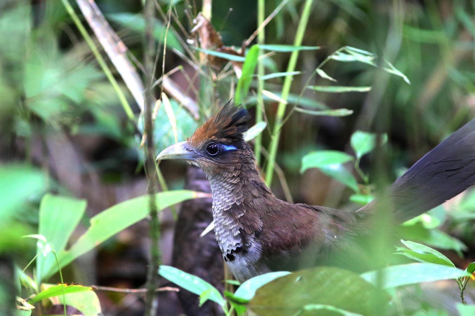 Rufous-vented Ground-Cuckoo Photo by Rohan van Twest