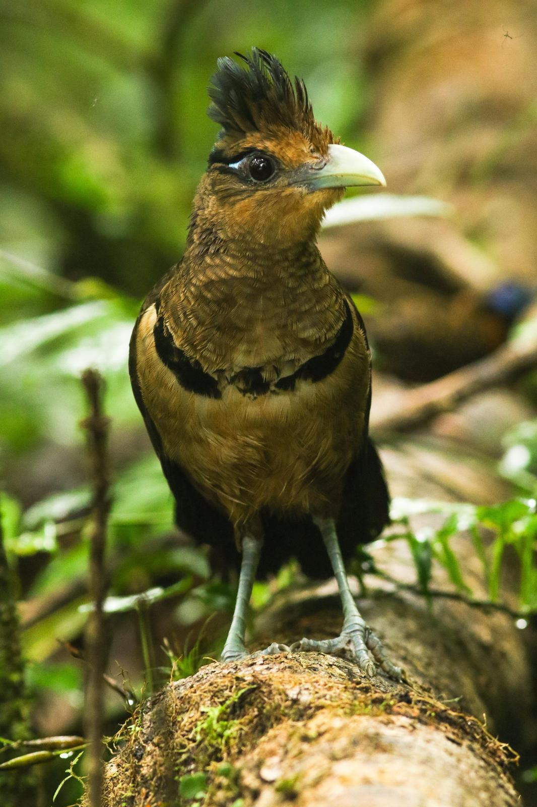 Rufous-vented Ground-Cuckoo Photo by Leonardo Garrigues