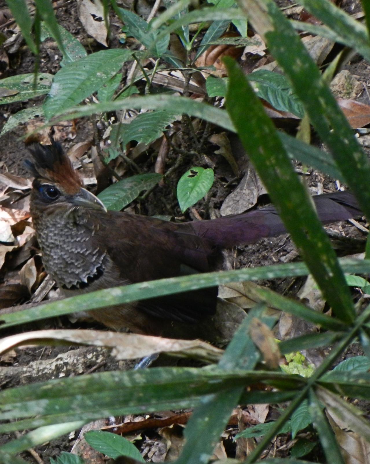 Rufous-vented Ground-Cuckoo Photo by Jenn Sinasac