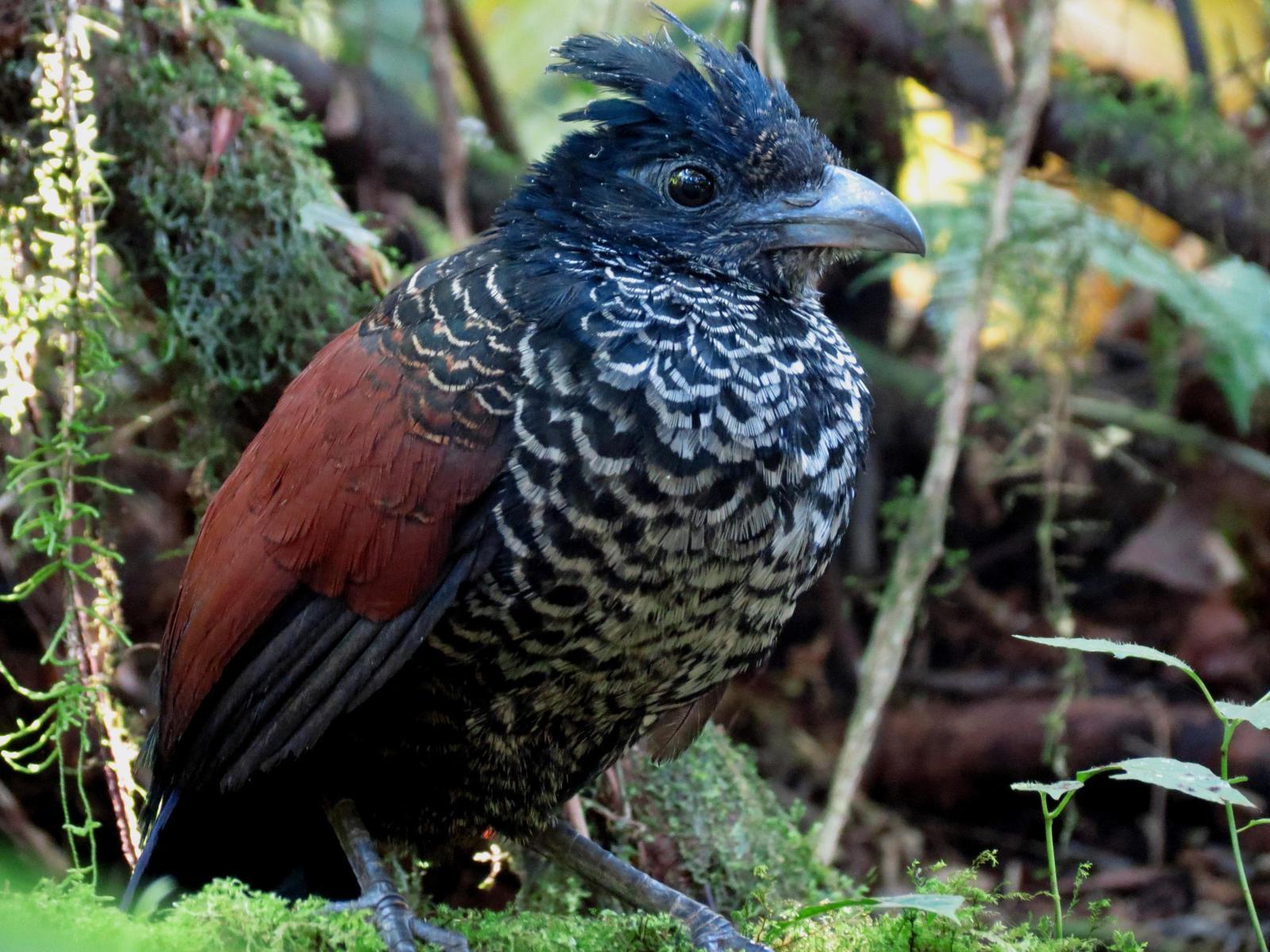 Banded Ground-Cuckoo Photo by Rohan van Twest