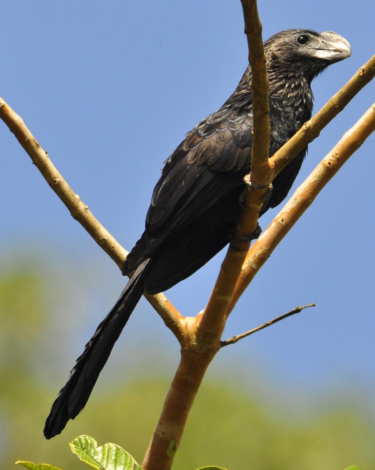 Smooth-billed Ani Photo by Steve Tucker