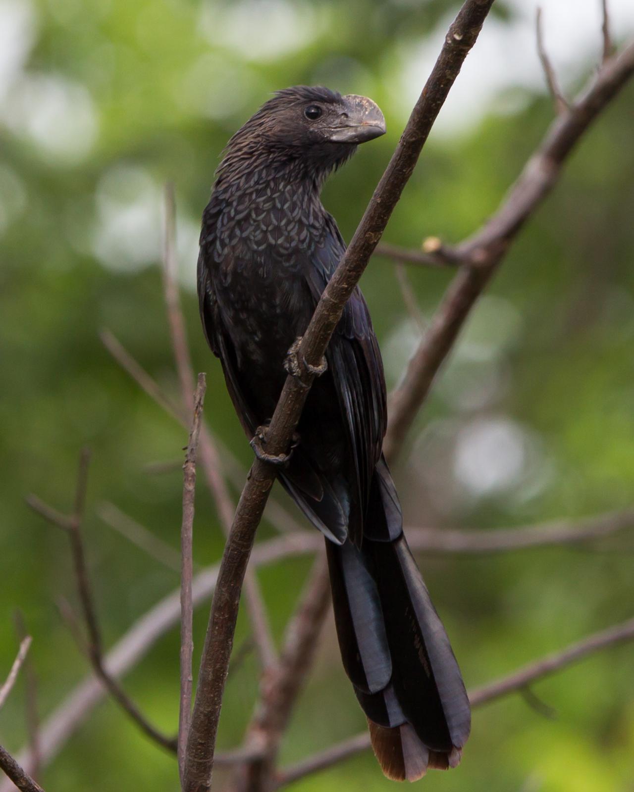 Smooth-billed Ani Photo by Kevin Berkoff