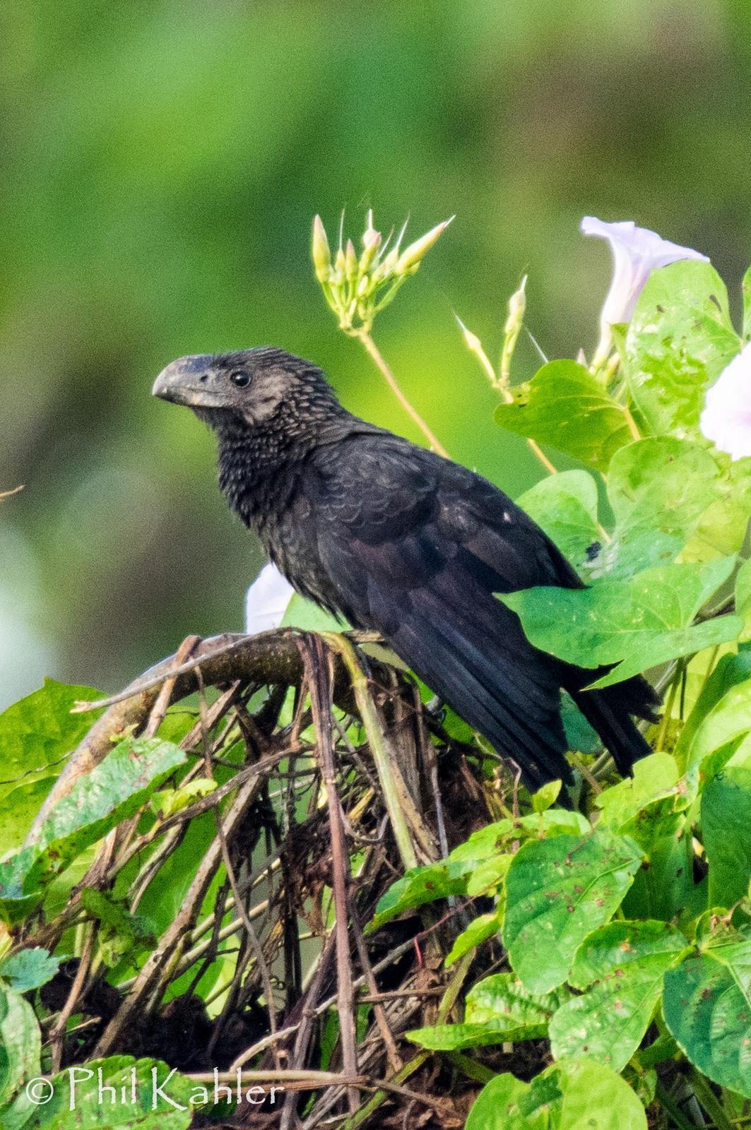 Smooth-billed Ani Photo by Phil Kahler