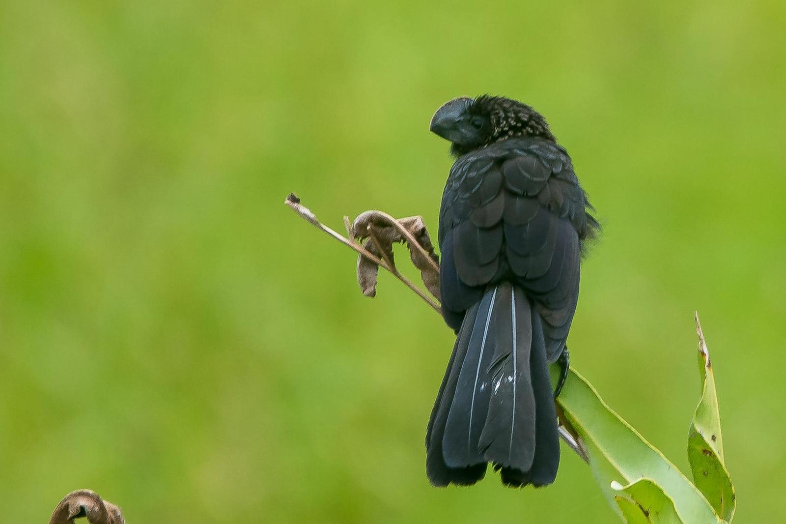 Smooth-billed Ani Photo by Gerald Hoekstra