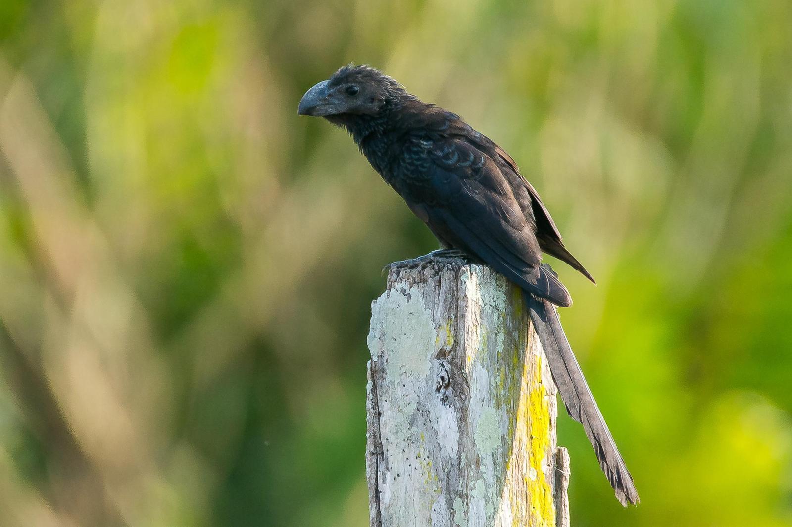 Smooth-billed Ani Photo by Gerald Hoekstra