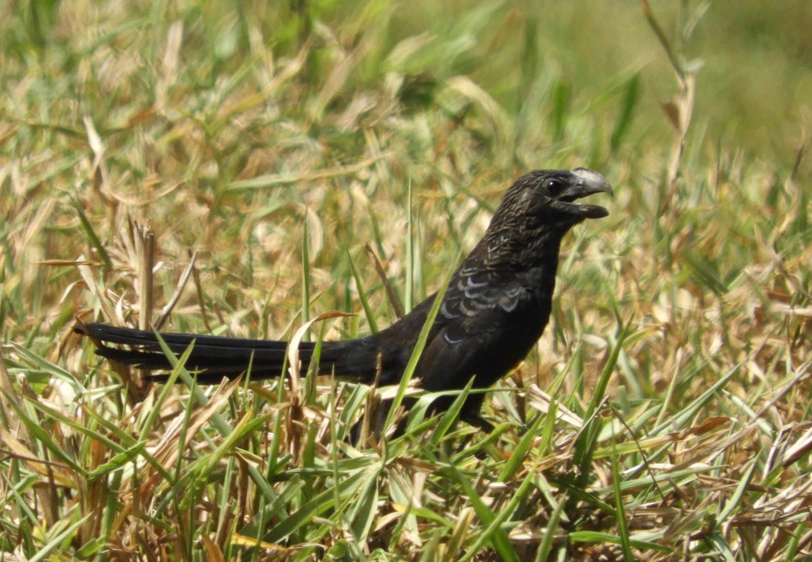 Smooth-billed Ani Photo by Yvonne Burch-Hartley