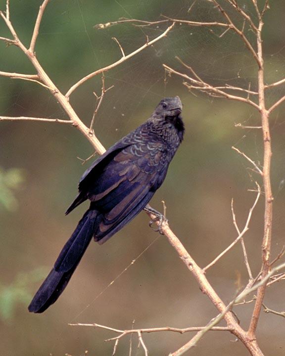 Smooth-billed Ani Photo by Peter Boesman