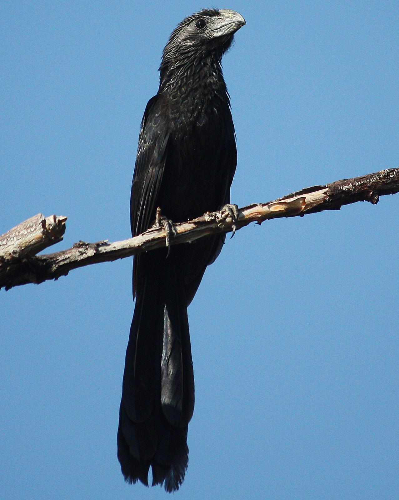 Groove-billed Ani Photo by Andrew Core
