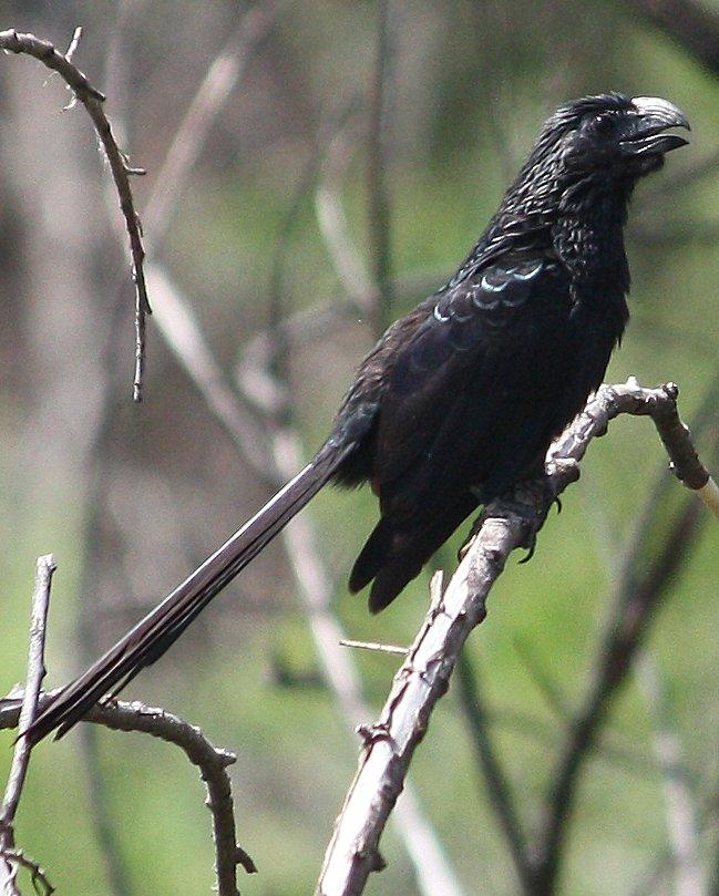 Groove-billed Ani Photo by Andrew Core