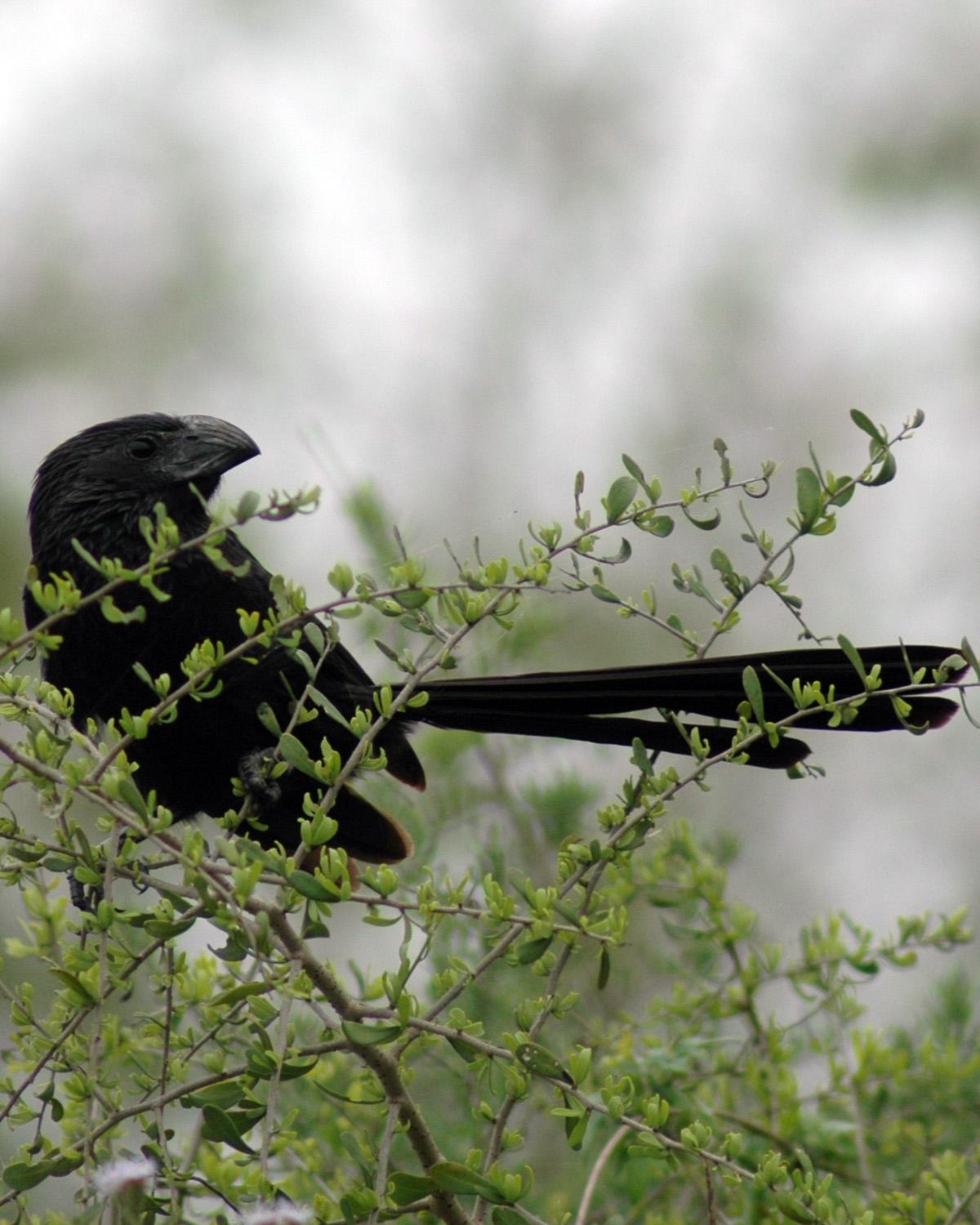 Groove-billed Ani Photo by Magill Weber