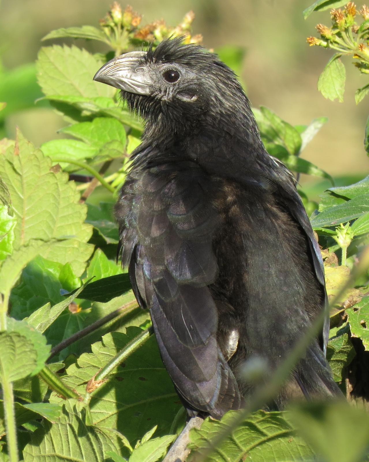Groove-billed Ani Photo by Drew Weber