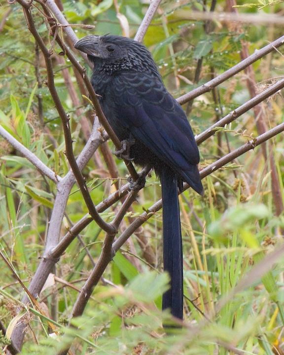 Groove-billed Ani Photo by Denis Rivard