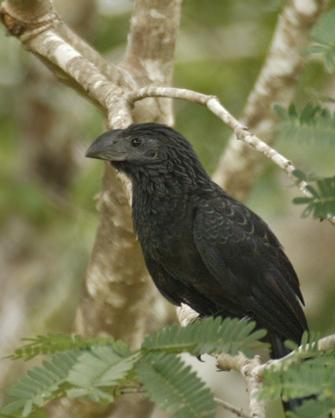 Groove-billed Ani Photo by Rene Valdes