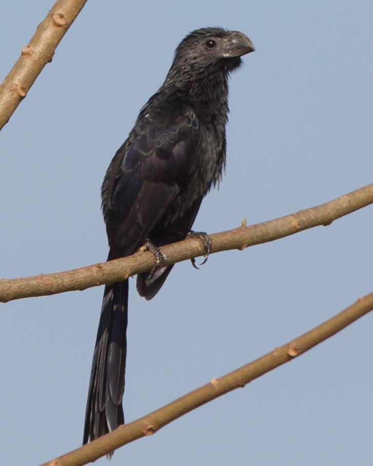 Groove-billed Ani Photo by Kevin Berkoff