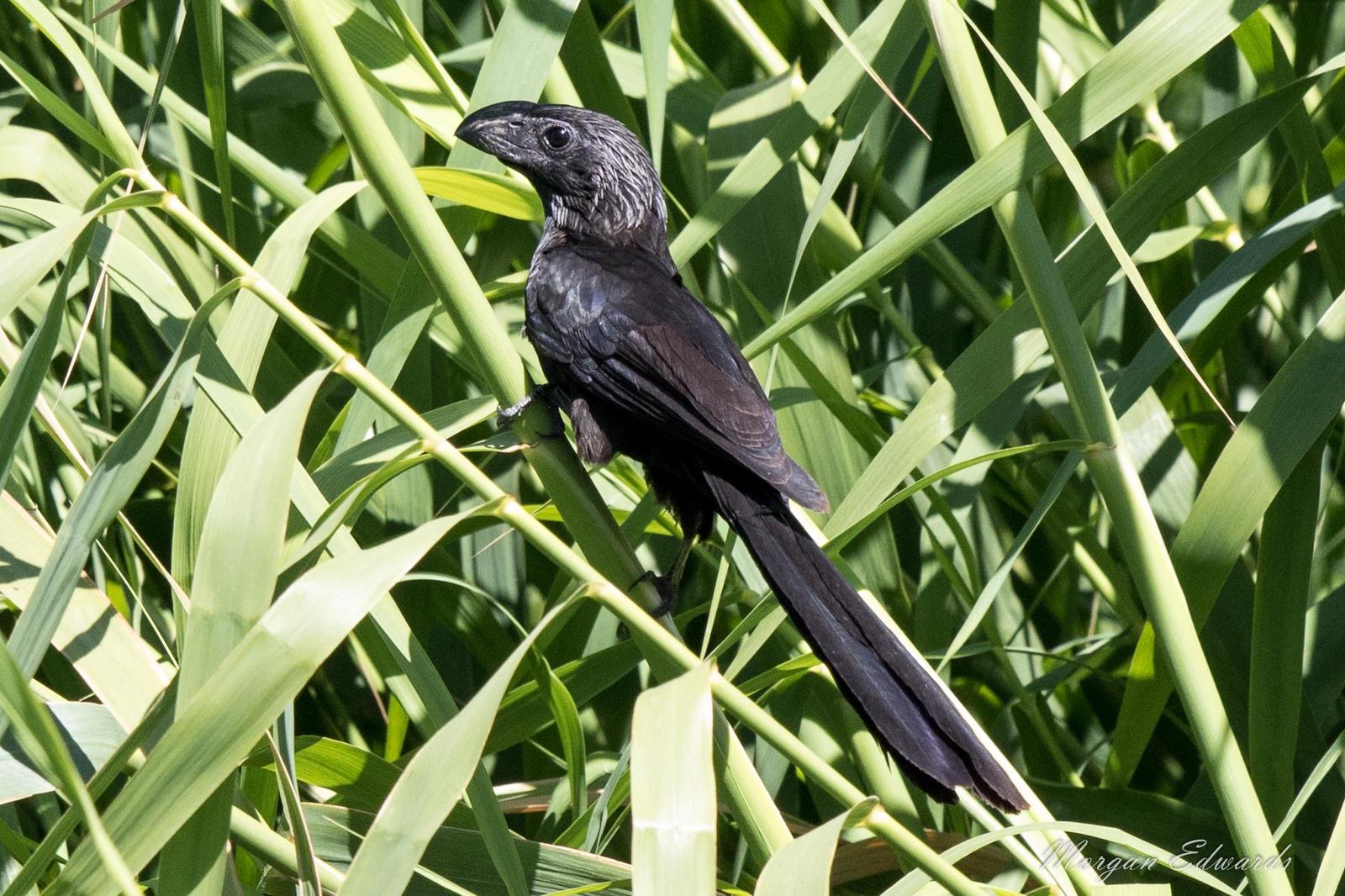 Groove-billed Ani Photo by Morgan Edwards