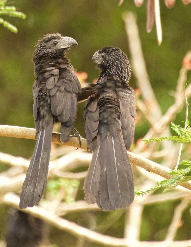 Groove-billed Ani Photo by Andrew Pittman