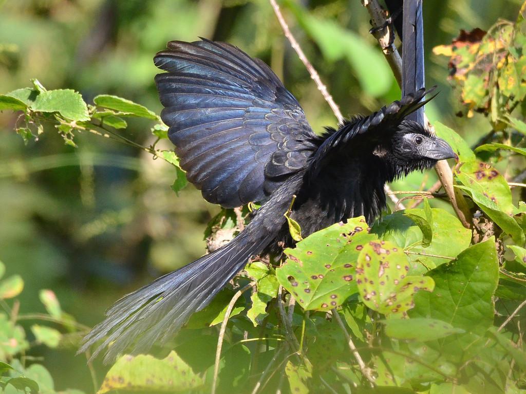 Groove-billed Ani Photo by Donald Loarie