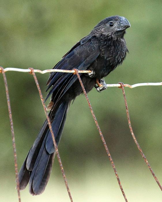 Groove-billed Ani Photo by Cathy Sheeter