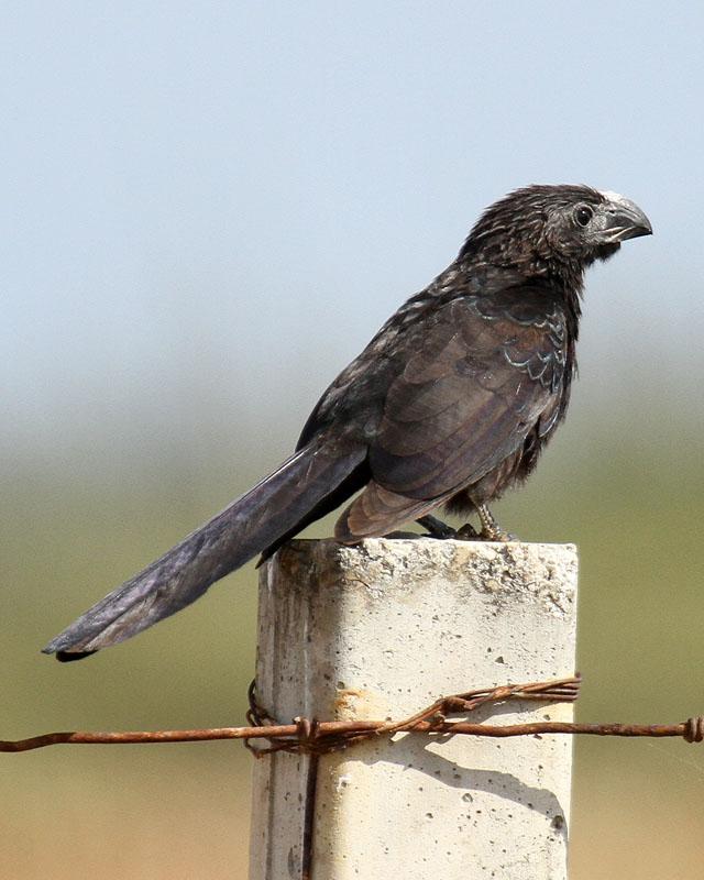Groove-billed Ani Photo by Cathy Sheeter
