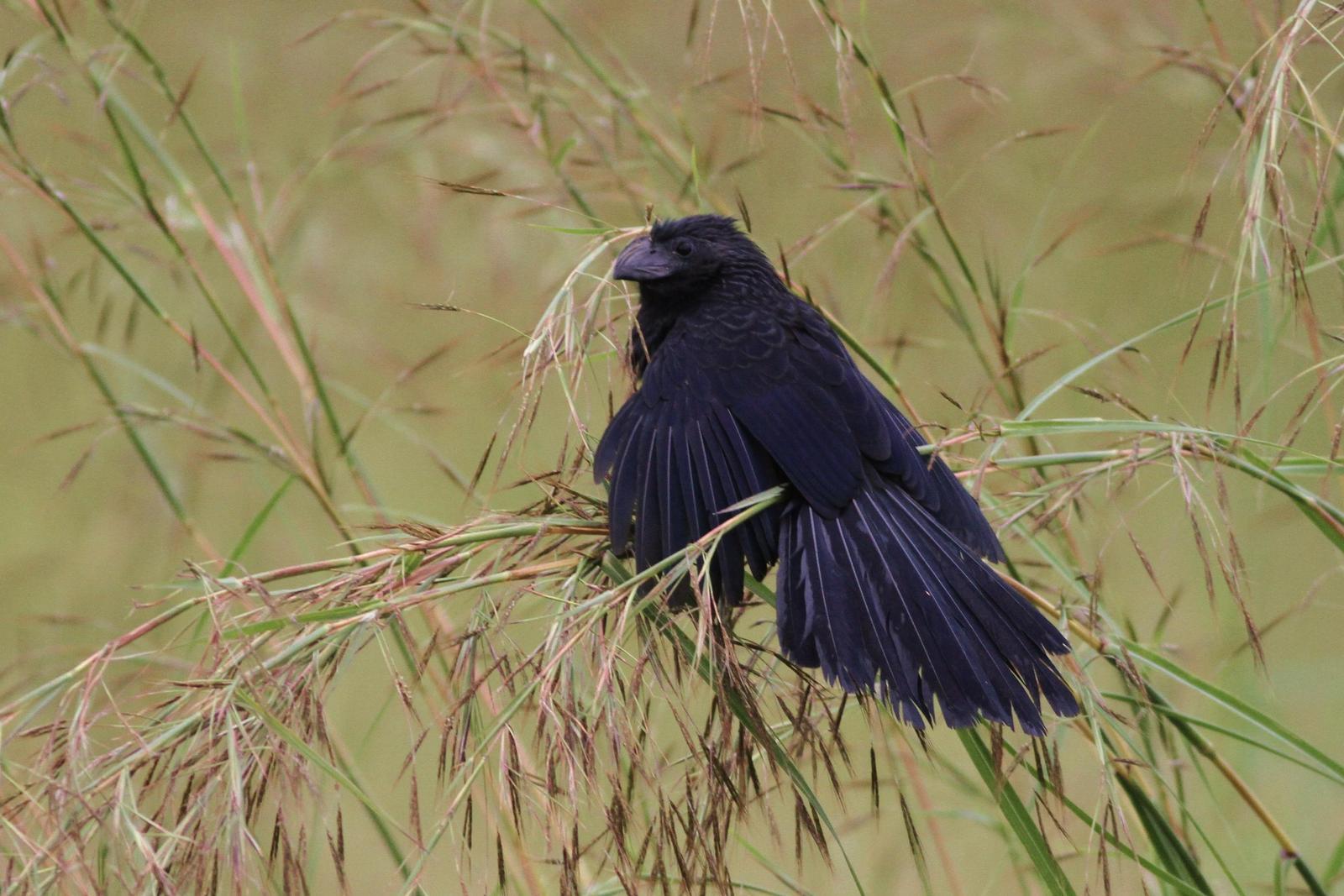 Groove-billed Ani Photo by Alex Lamoreaux