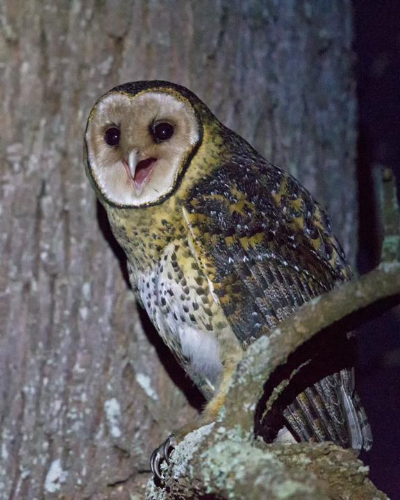 Australian Masked-Owl Photo by Mat Gilfedder