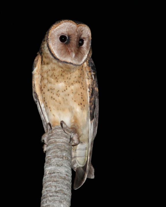 Australian Masked-Owl Photo by Dan Mantle