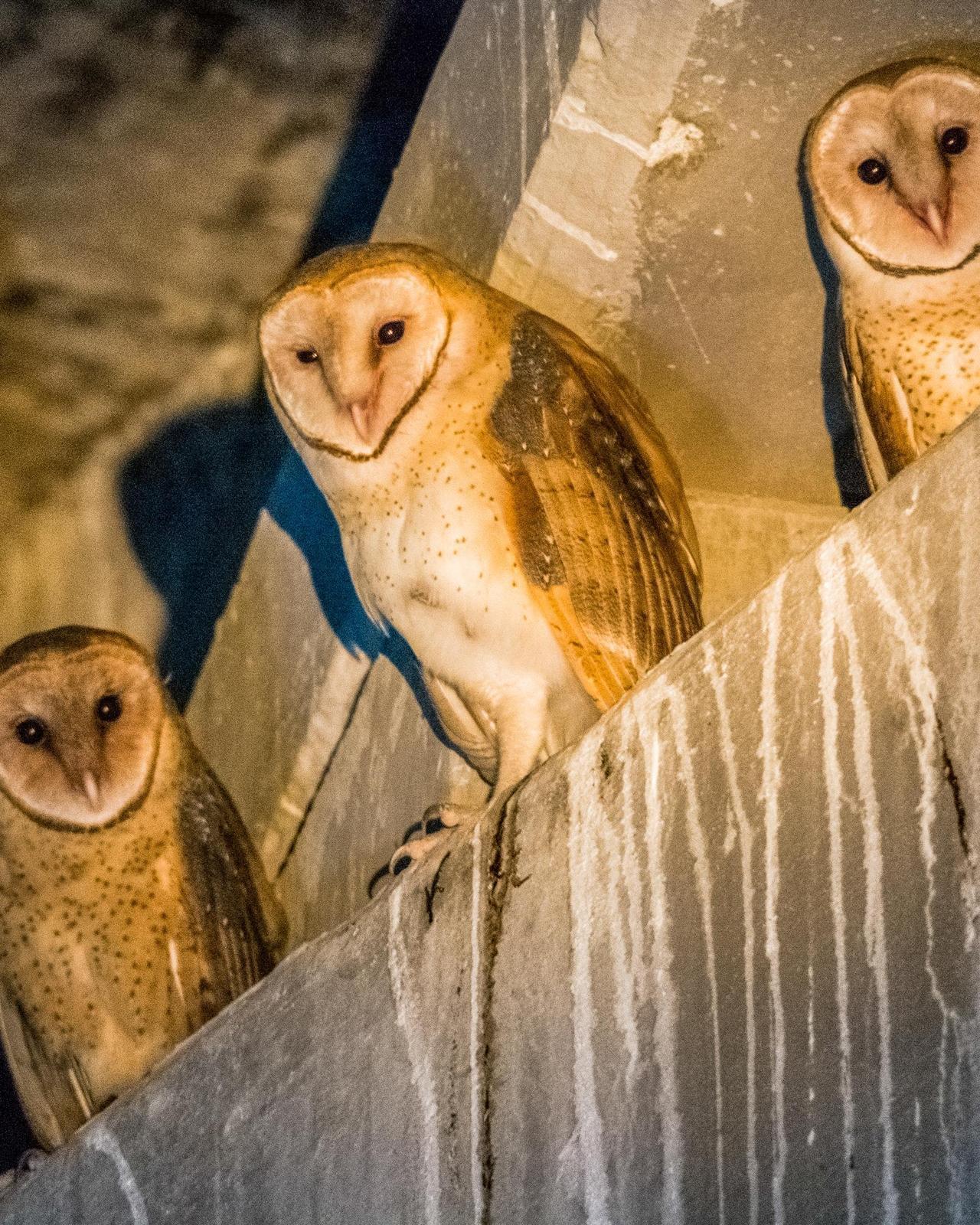 Barn Owl Photo by Hugo Gonzalez